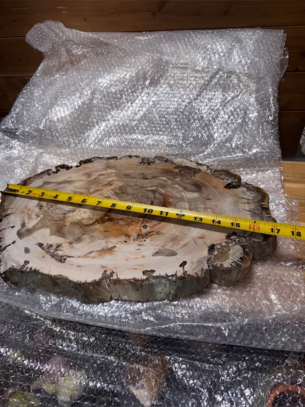 Huge 18 - 17” x 11” x 2” Petrified Wood Slab UV Statement w/ Live Raw Edge